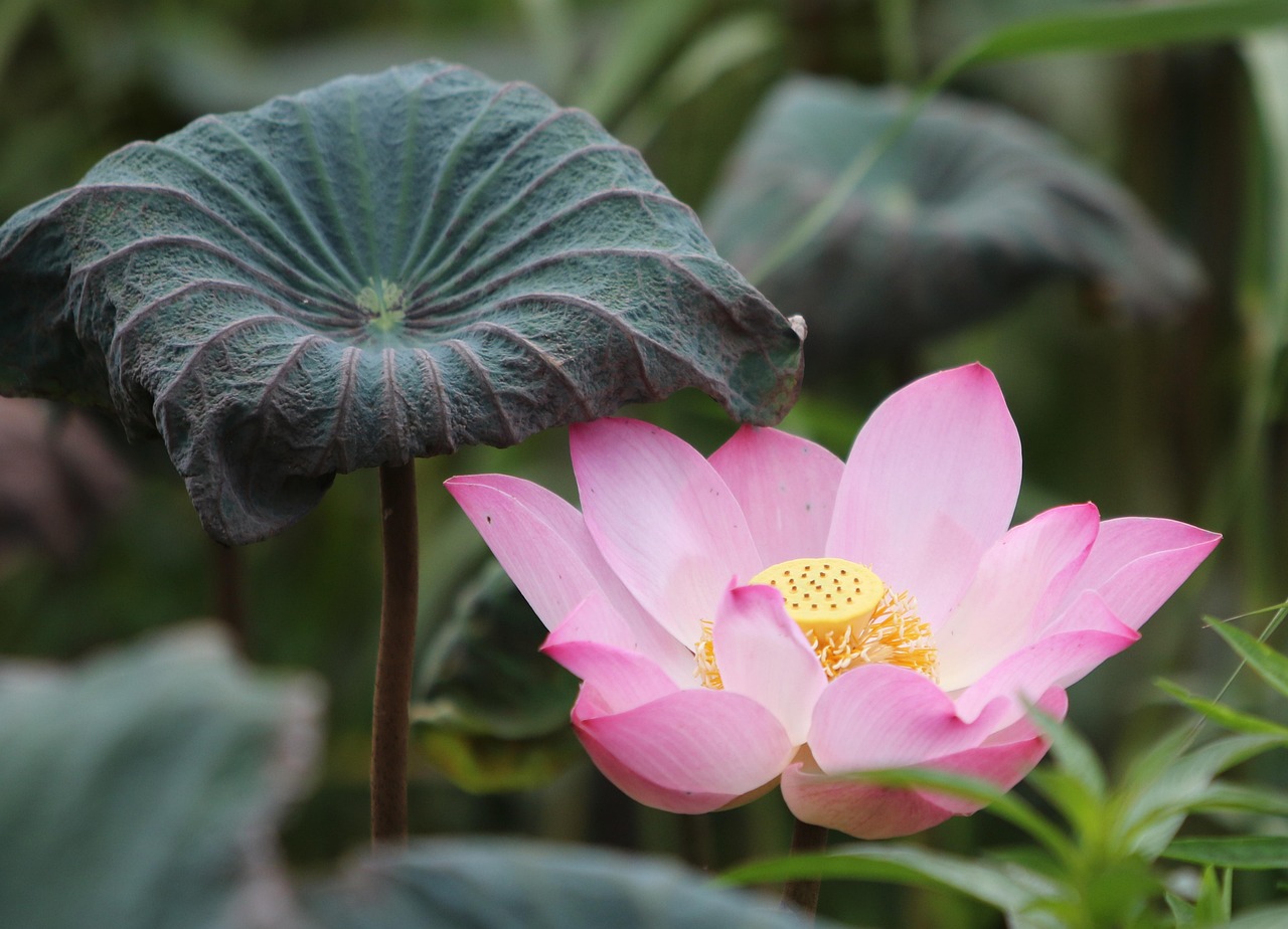 100 Percent Lotus365 App Download: Step-by-Step Guide for India (2027)