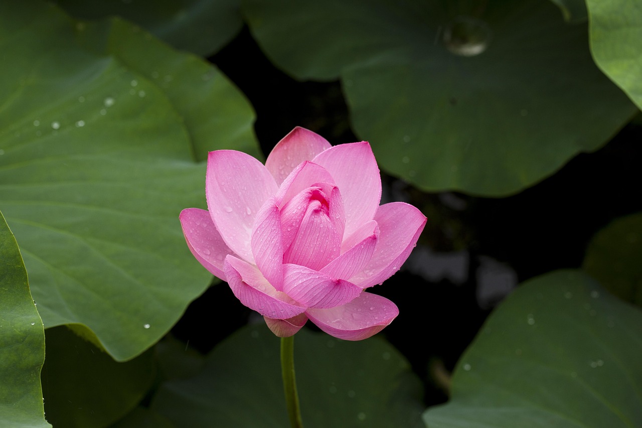 How to Lotus App Download: Step-by-Step Guide for India (2026)